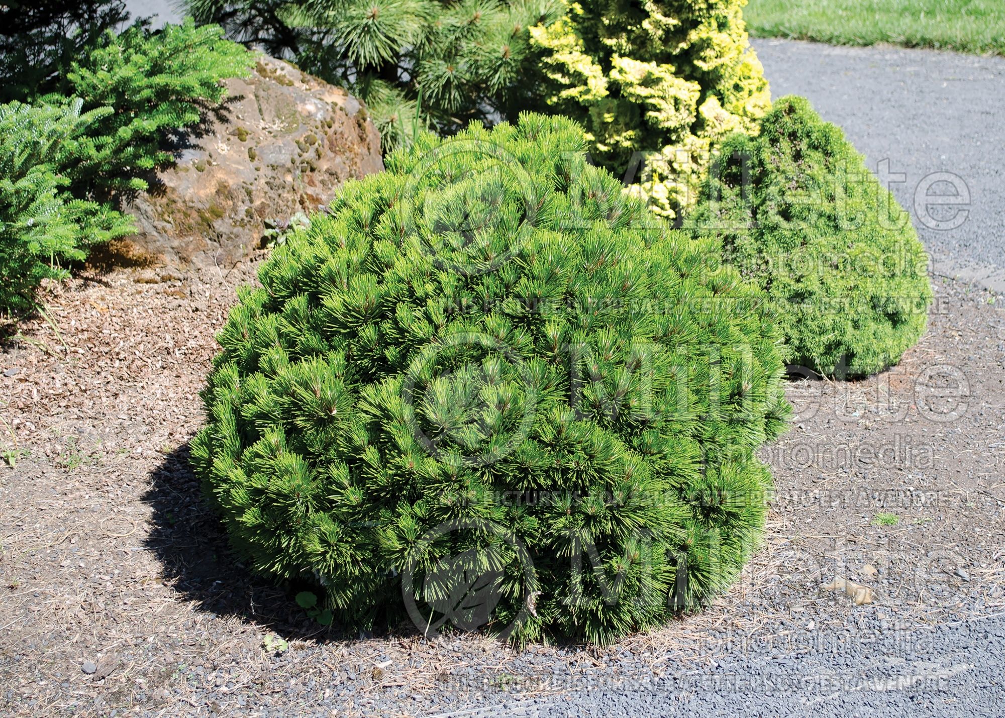 Pinus Smidtii (Pine conifer - pin) 3