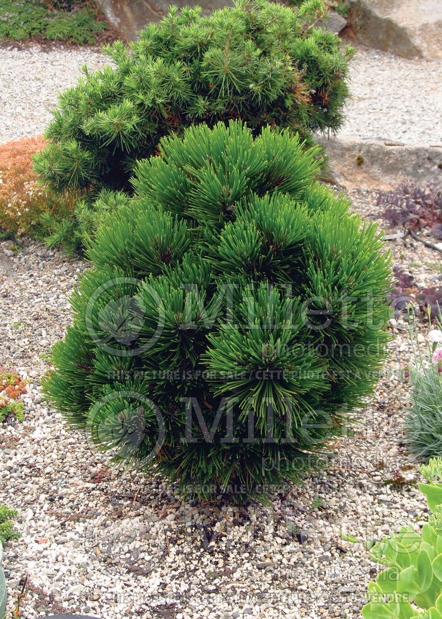 Pinus Smidtii (Pine conifer - pin) 4