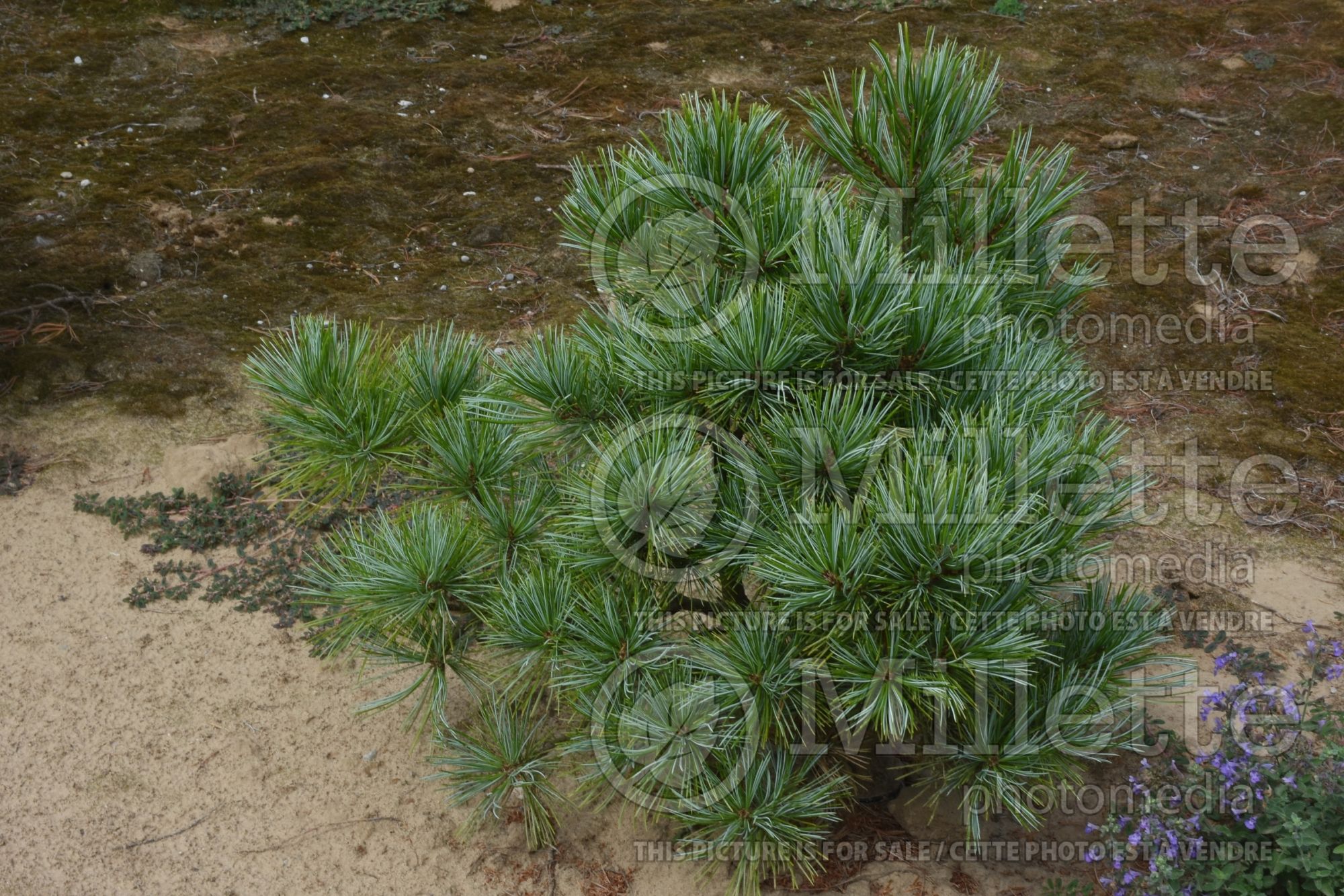 Pinus Blue Ball (Pine conifer) 2