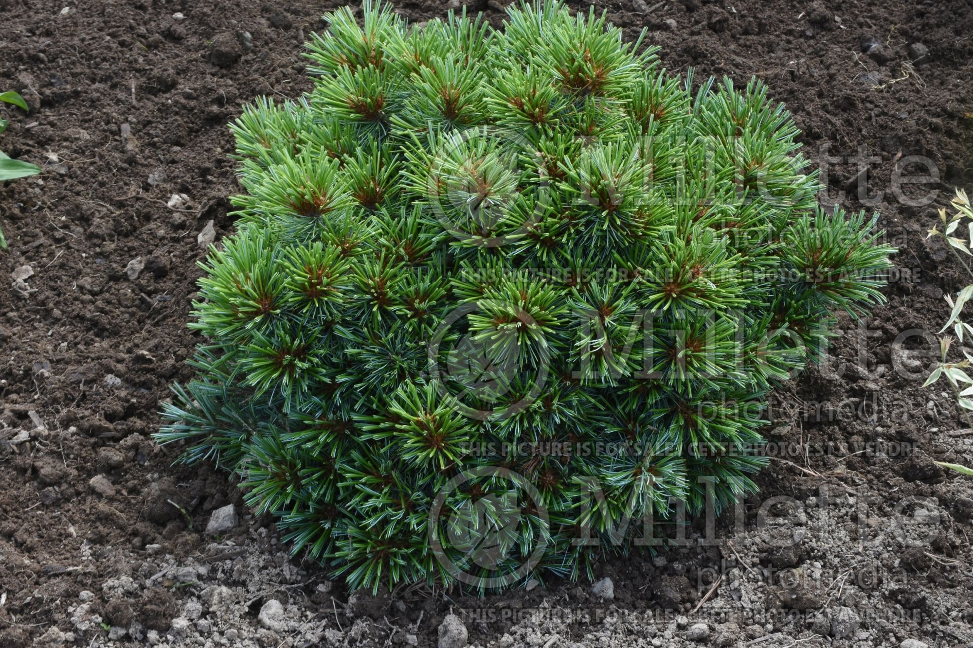 Pinus Blue Ball (Pine conifer) 1