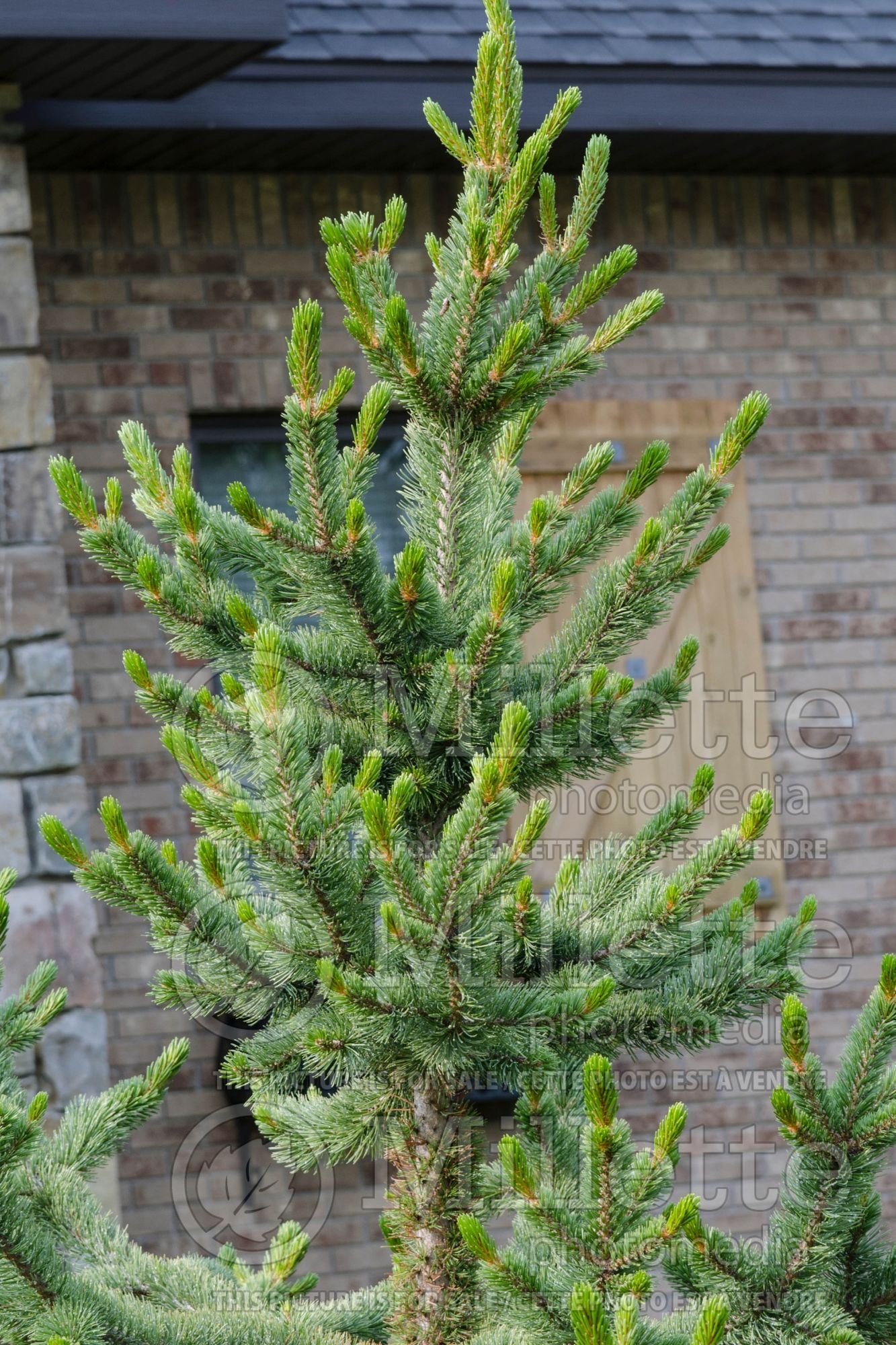 Pinus longaeva (Pine conifer) 2