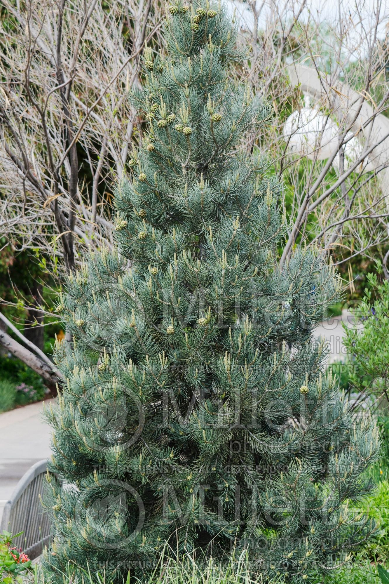 Pinus monophylla (Pine conifer) 3