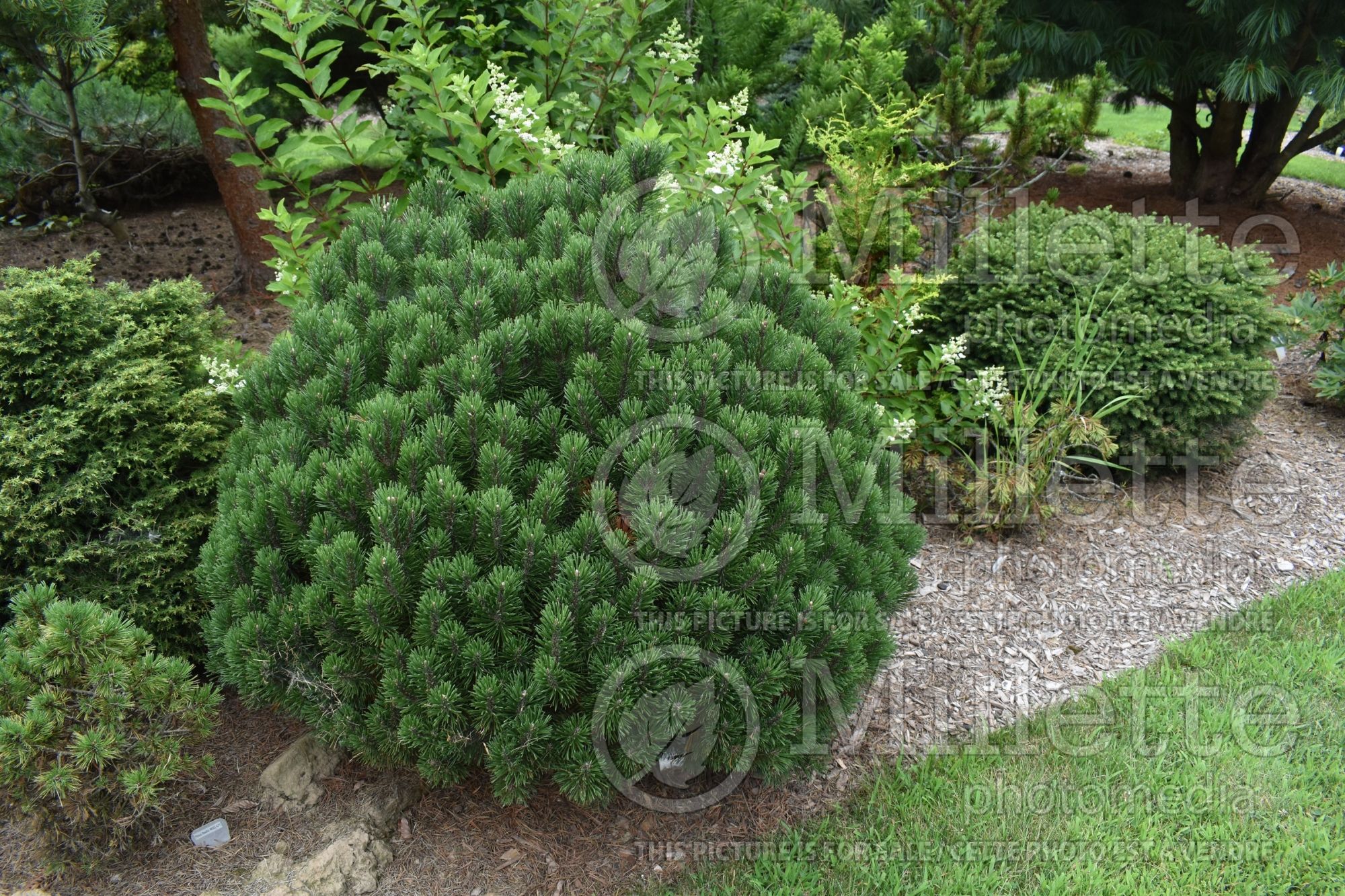Pinus Elfin Green (Pine conifer) 1