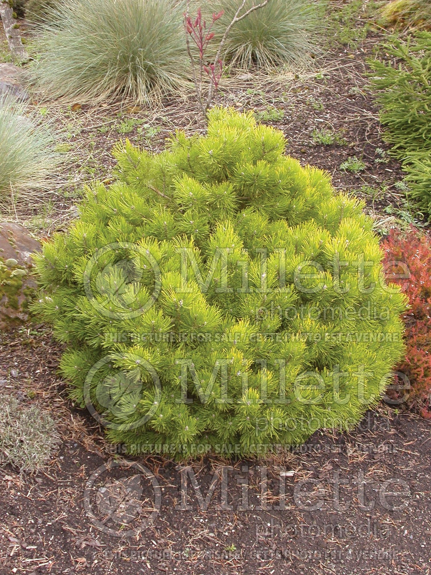 Pinus Lemon (Pine conifer - pin) 1