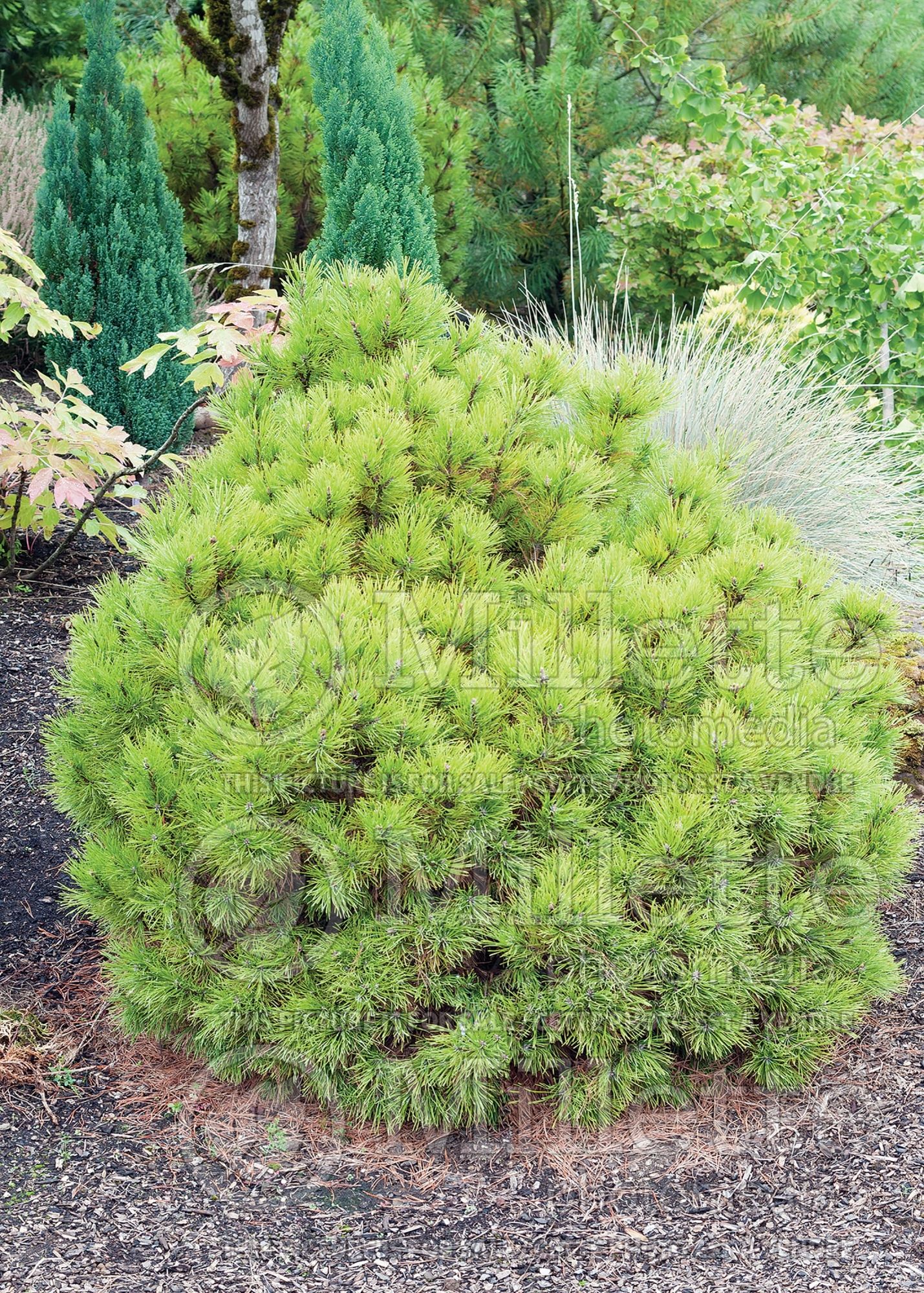 Pinus Lemon (Pine conifer - pin) 2