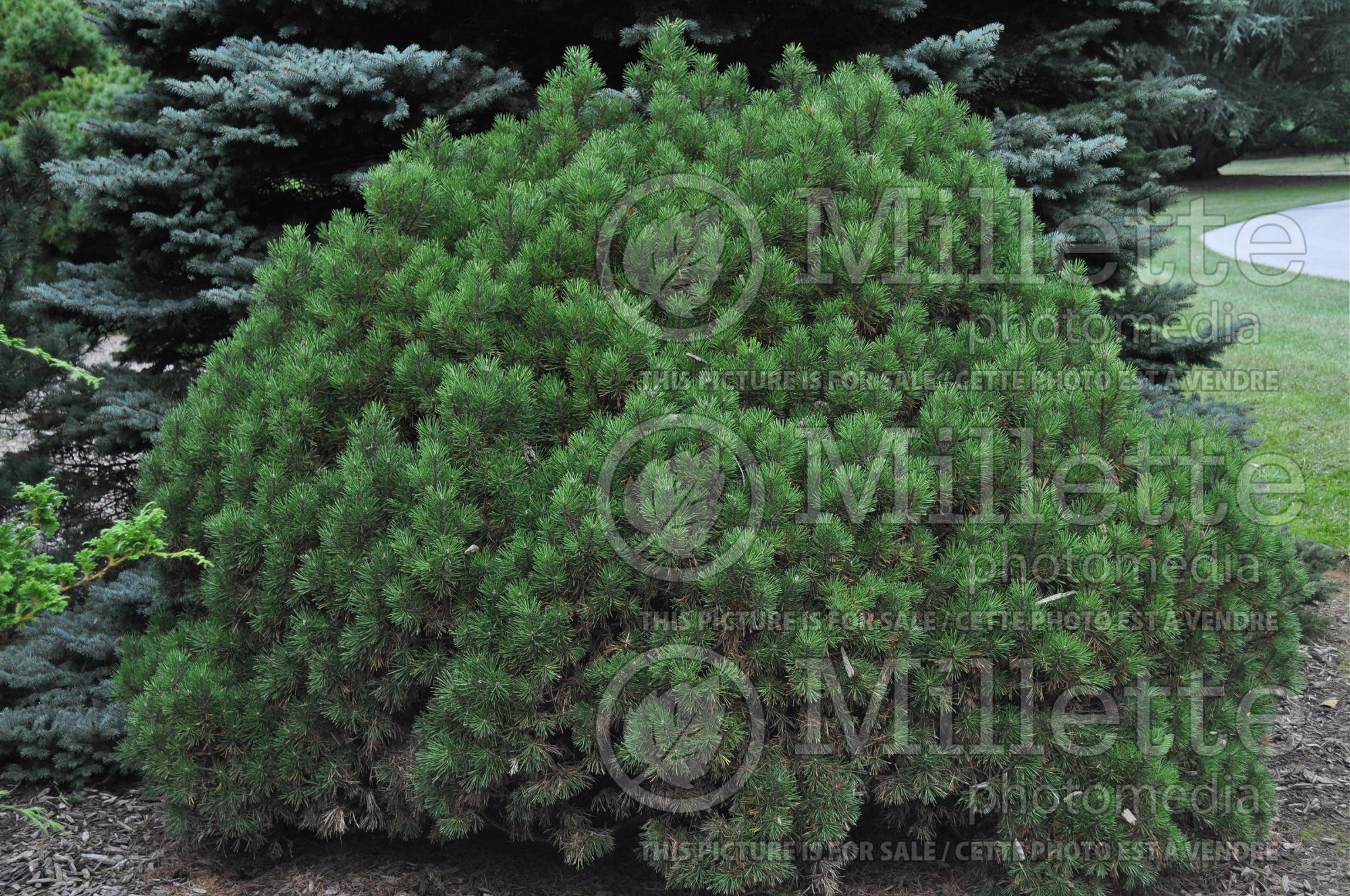 Pinus Mops (Pine conifer - pin) 14