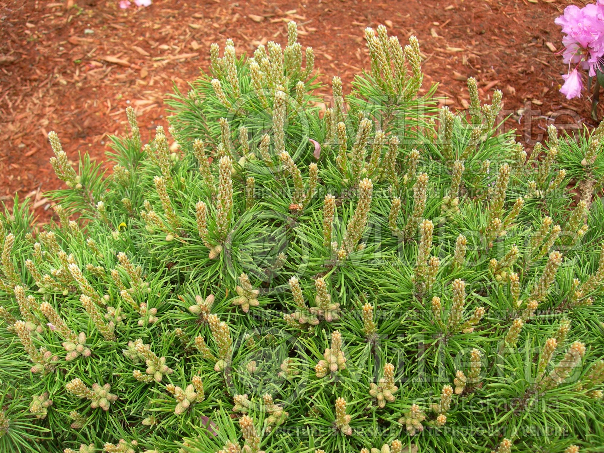 Pinus Mops (Pine conifer - pin) 13