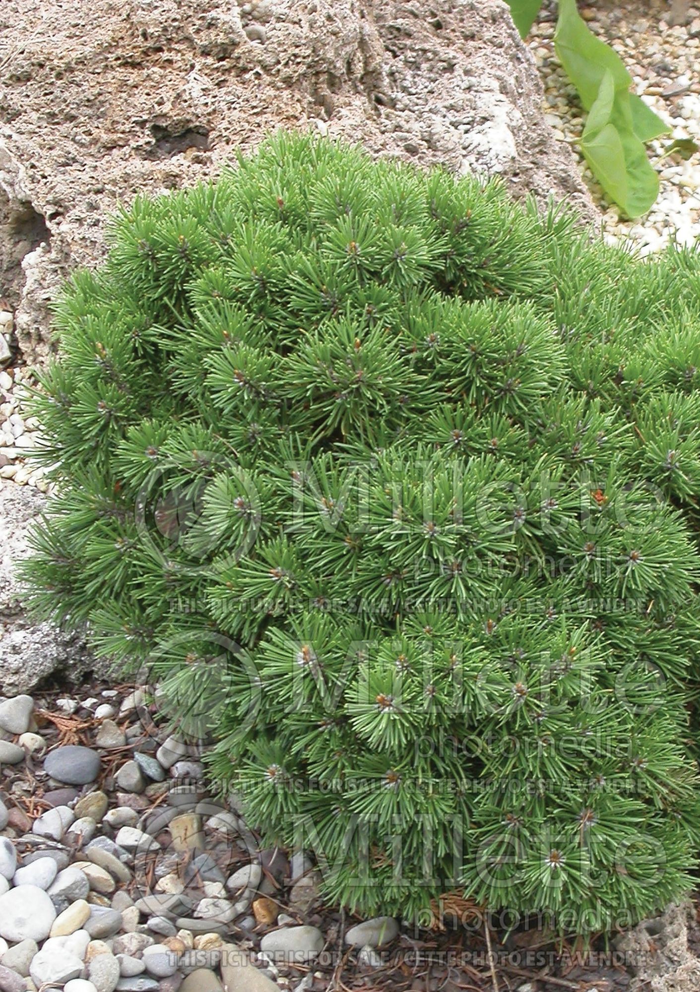 Pinus Mops (Pine conifer - pin) 12