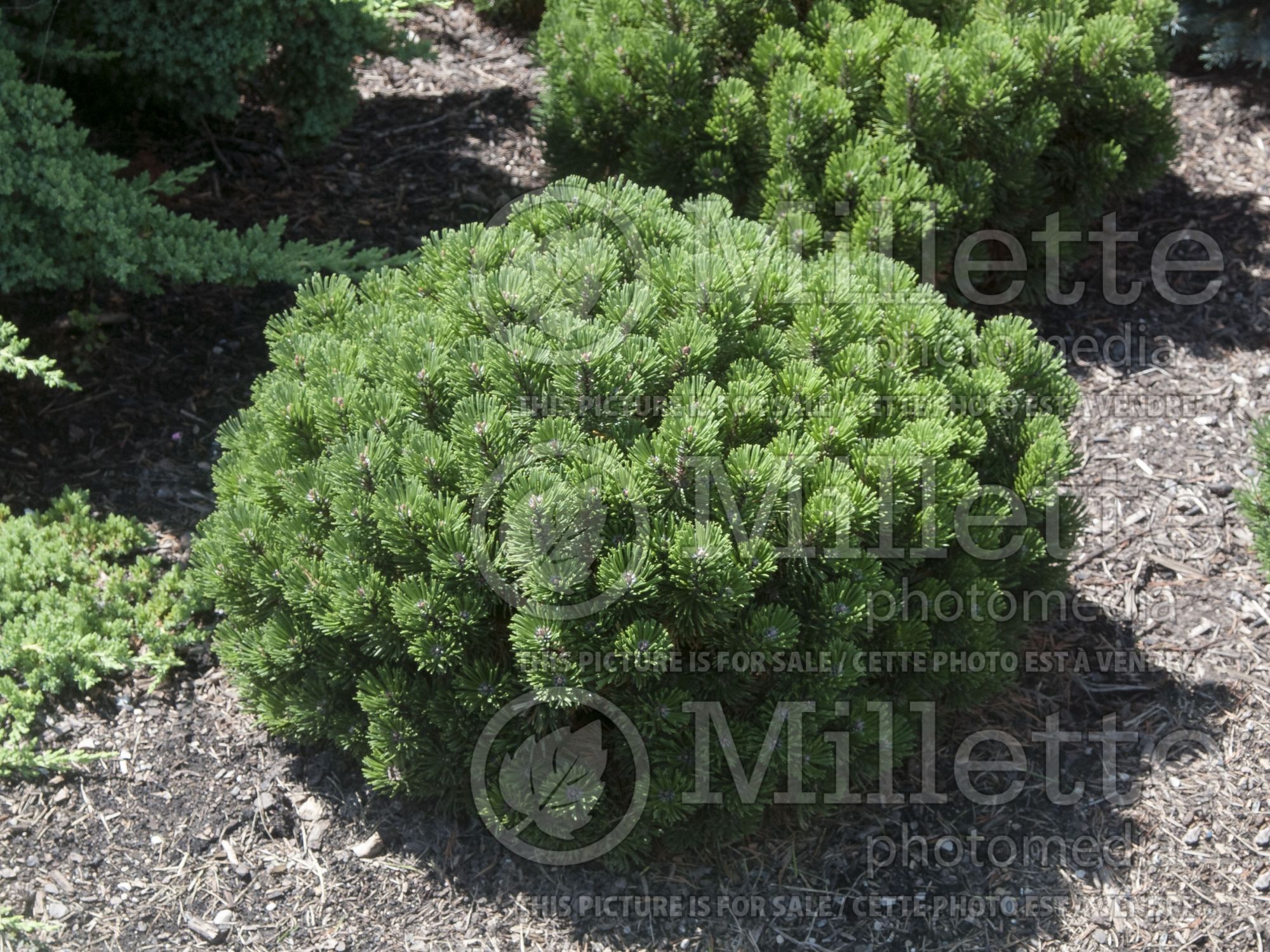 Pinus Sherwood Compact (Pine conifer) 3