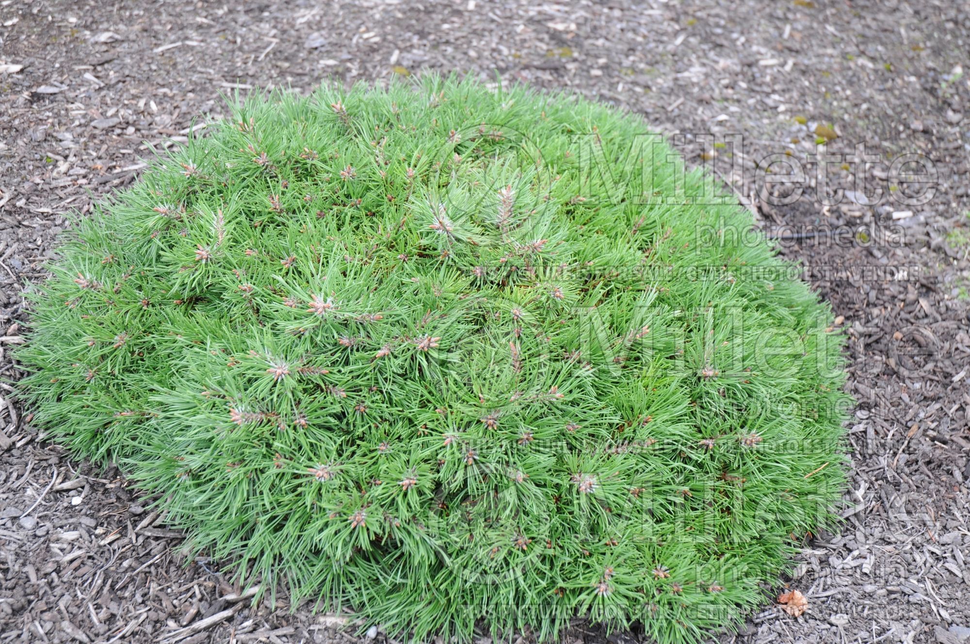 Pinus Paradekissen (Pine conifer - pin) 1