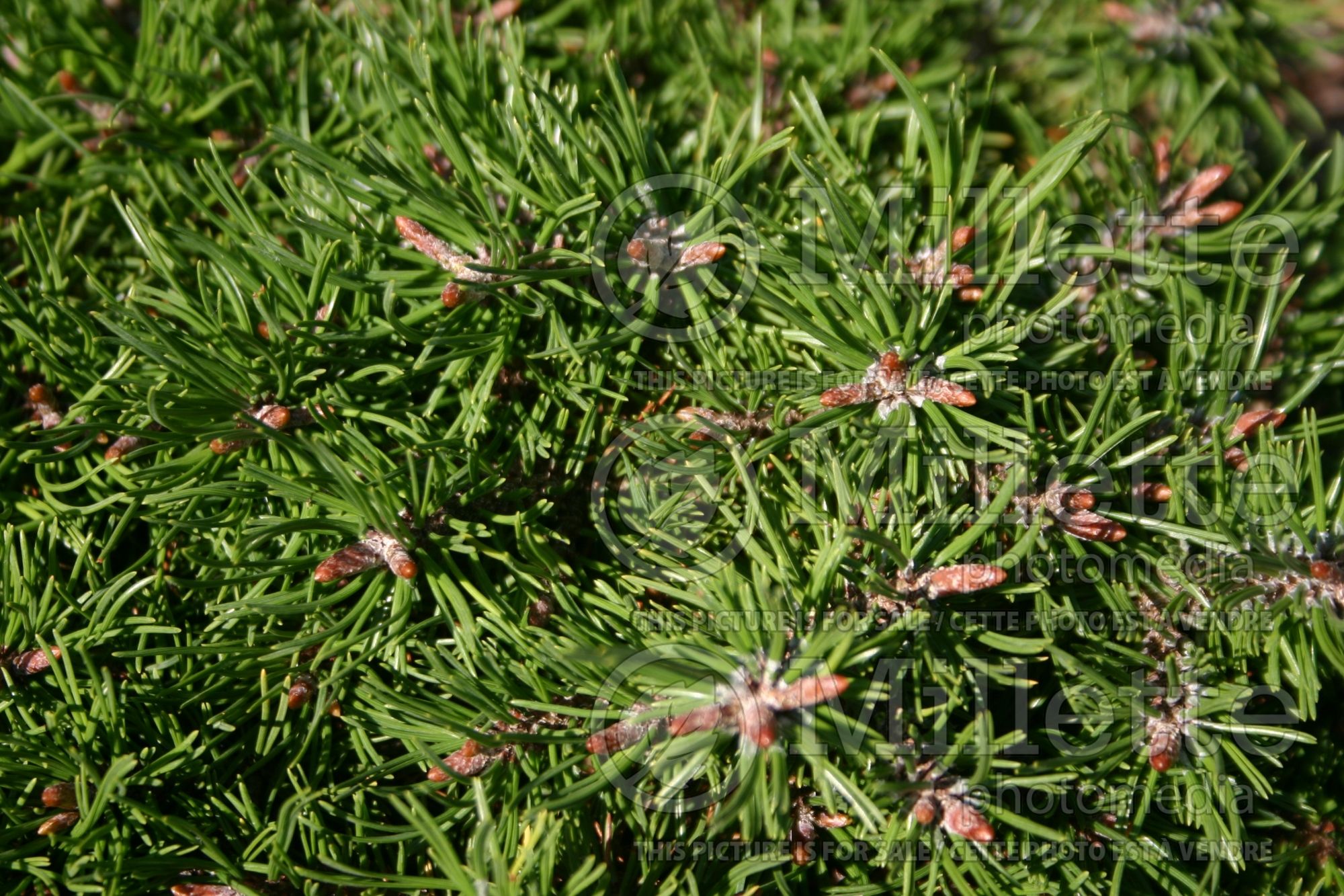 Pinus Paradekissen (Pine conifer - pin) 5