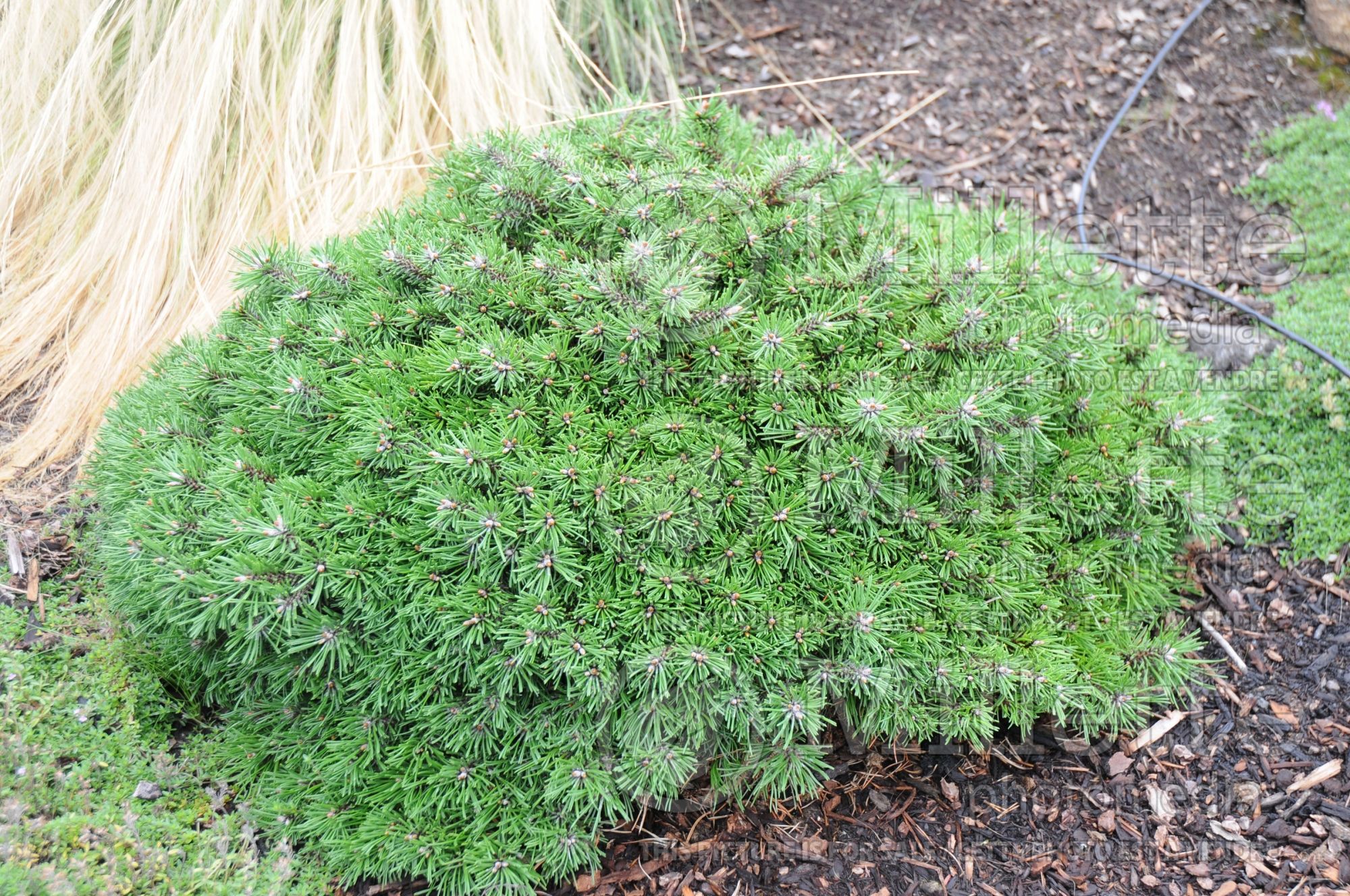 Pinus Paradekissen (Pine conifer - pin) 2