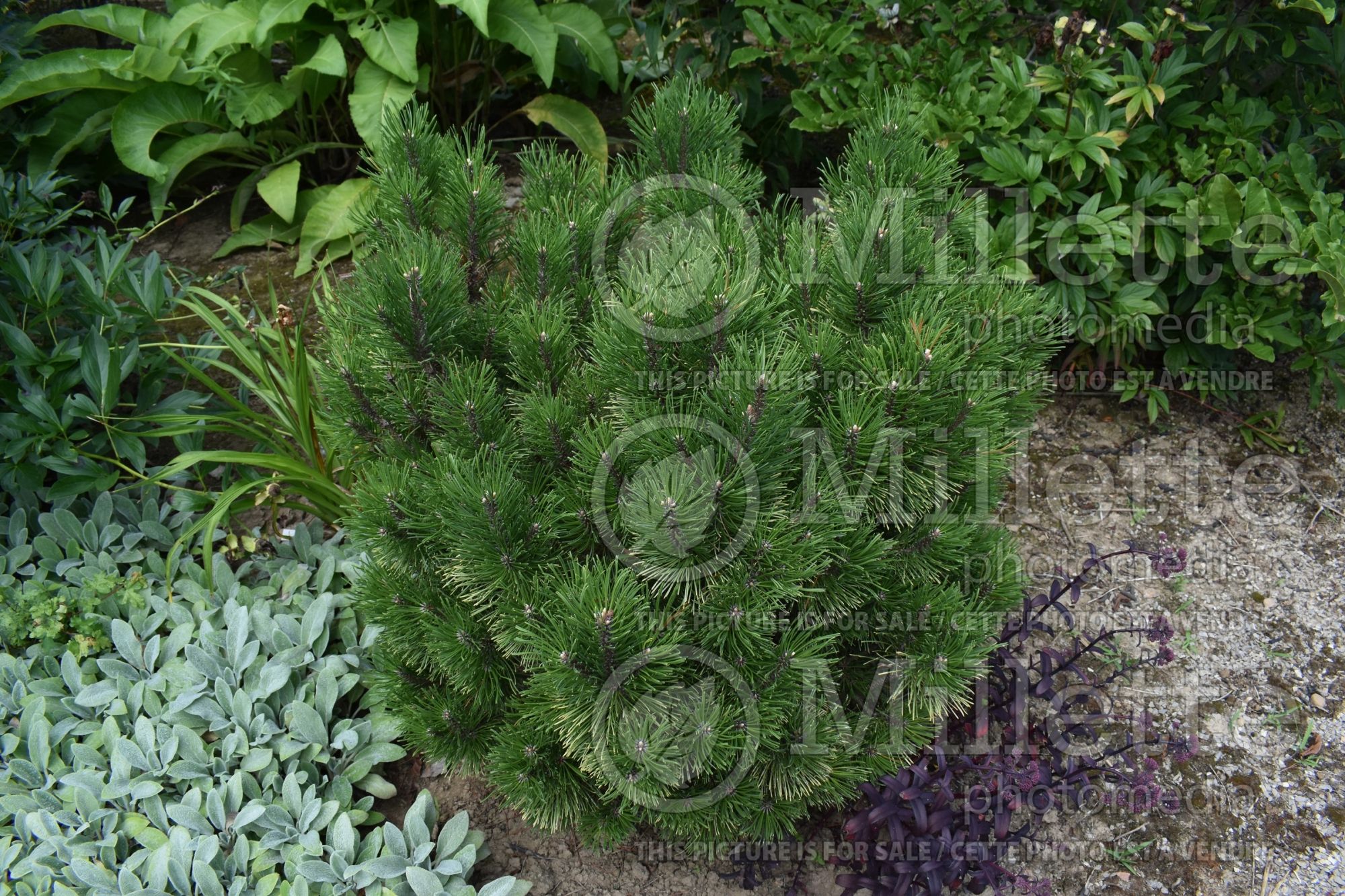 Pinus Wintersonne (pine conifer) 1