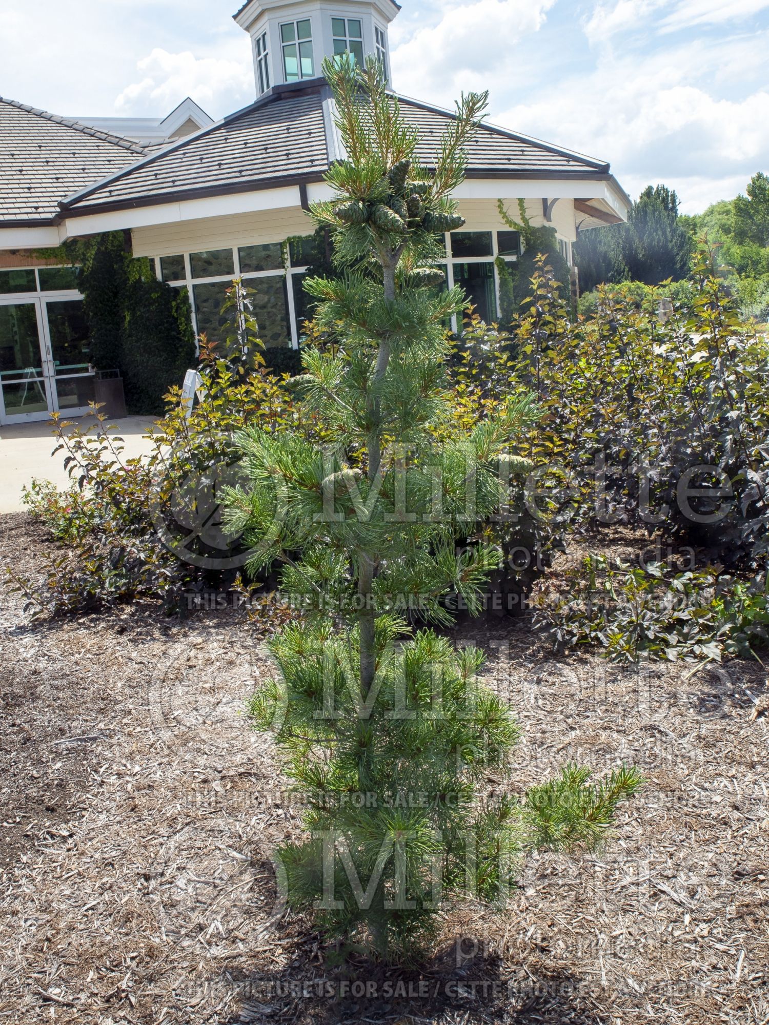 Pinus Blue Angel (Pine conifer) 1