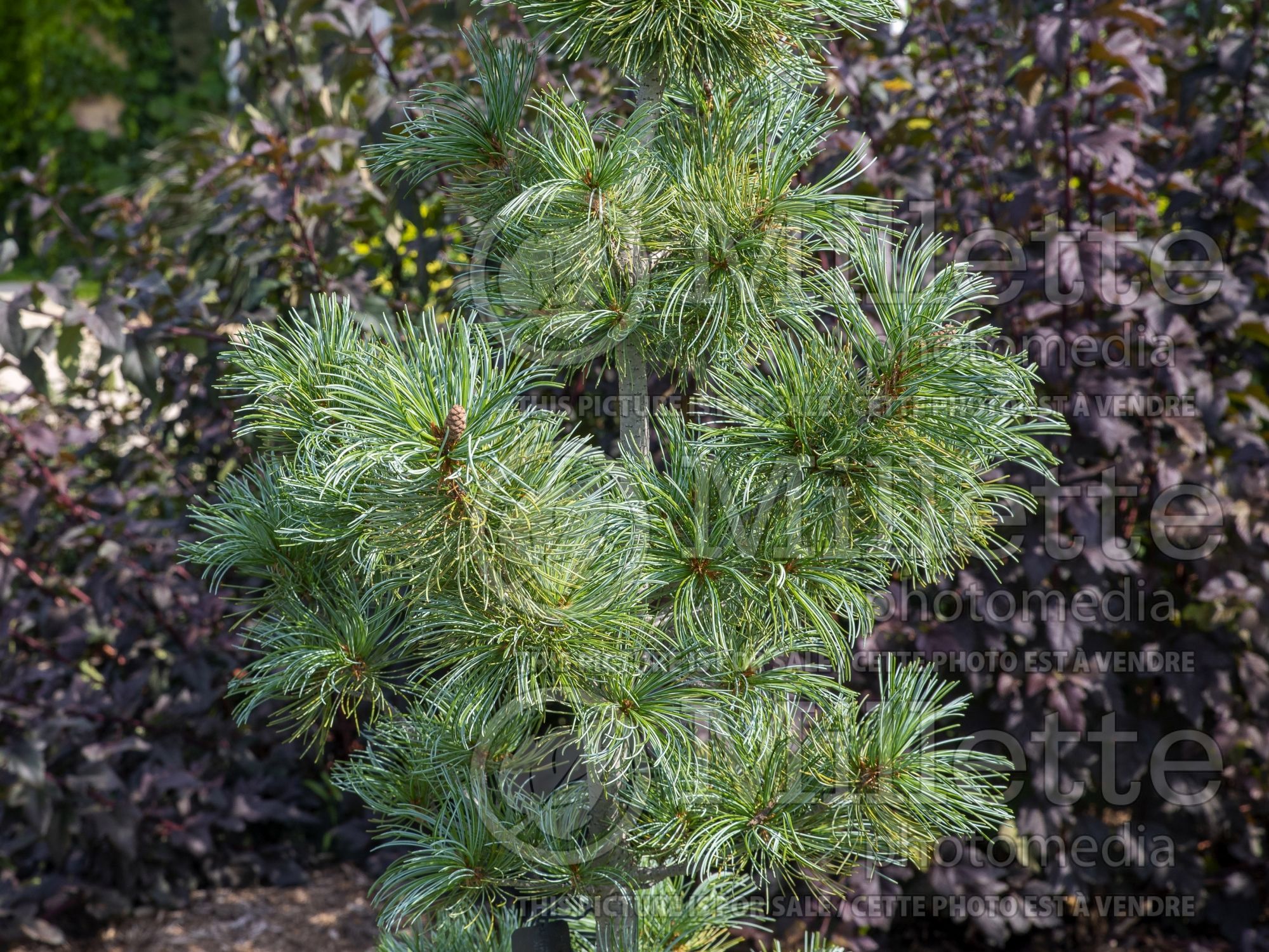 Pinus Blue Angel (Pine conifer) 2