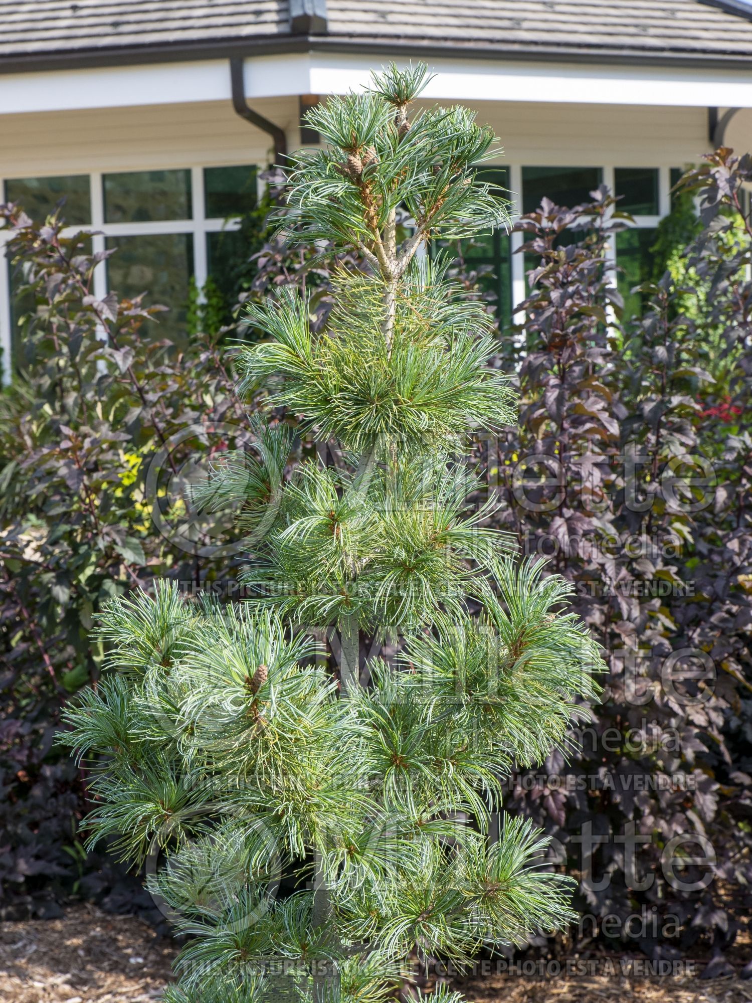 Pinus Blue Angel (Pine conifer) 3