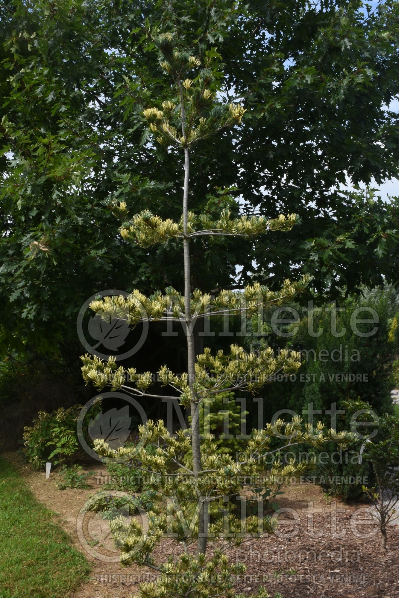 Pinus Fukai (Pine conifer) 1