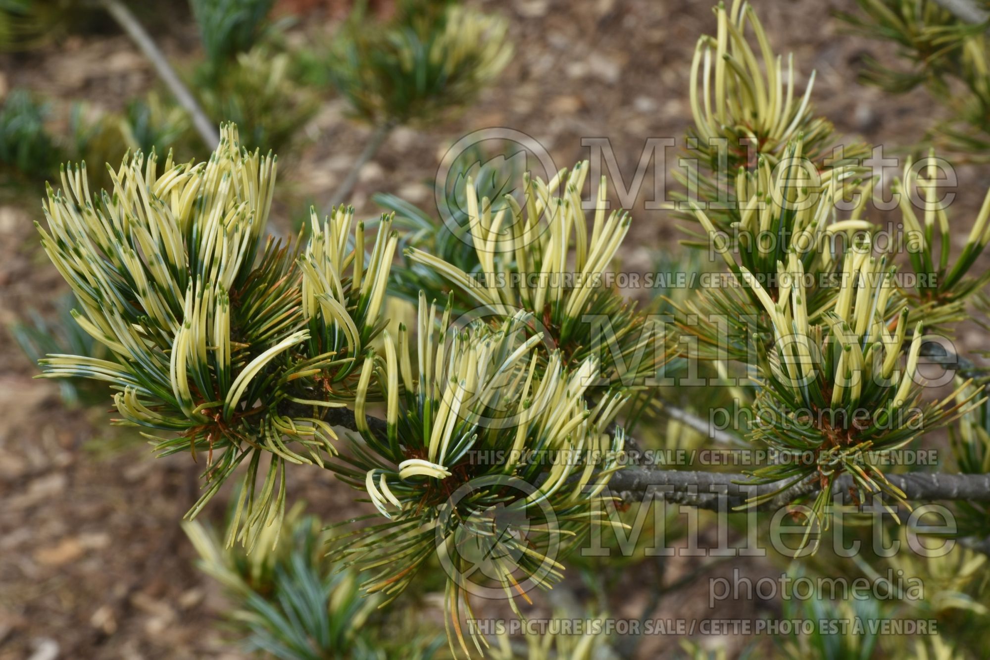Pinus Fukai (Pine conifer) 2