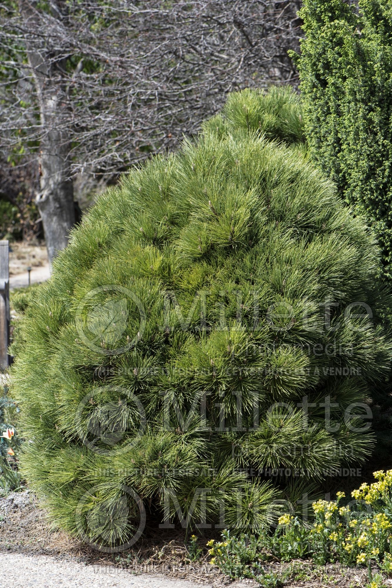 Pinus Dixie (Japanese White Pine conifer) 1