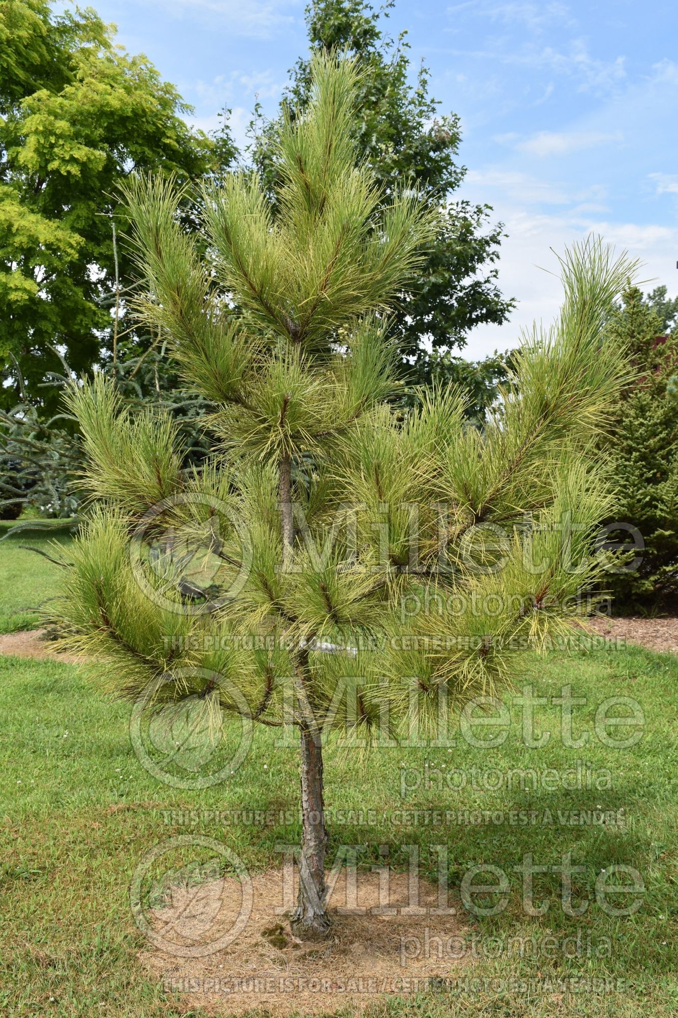 Pinus Aurea (jack pine conifer) 1