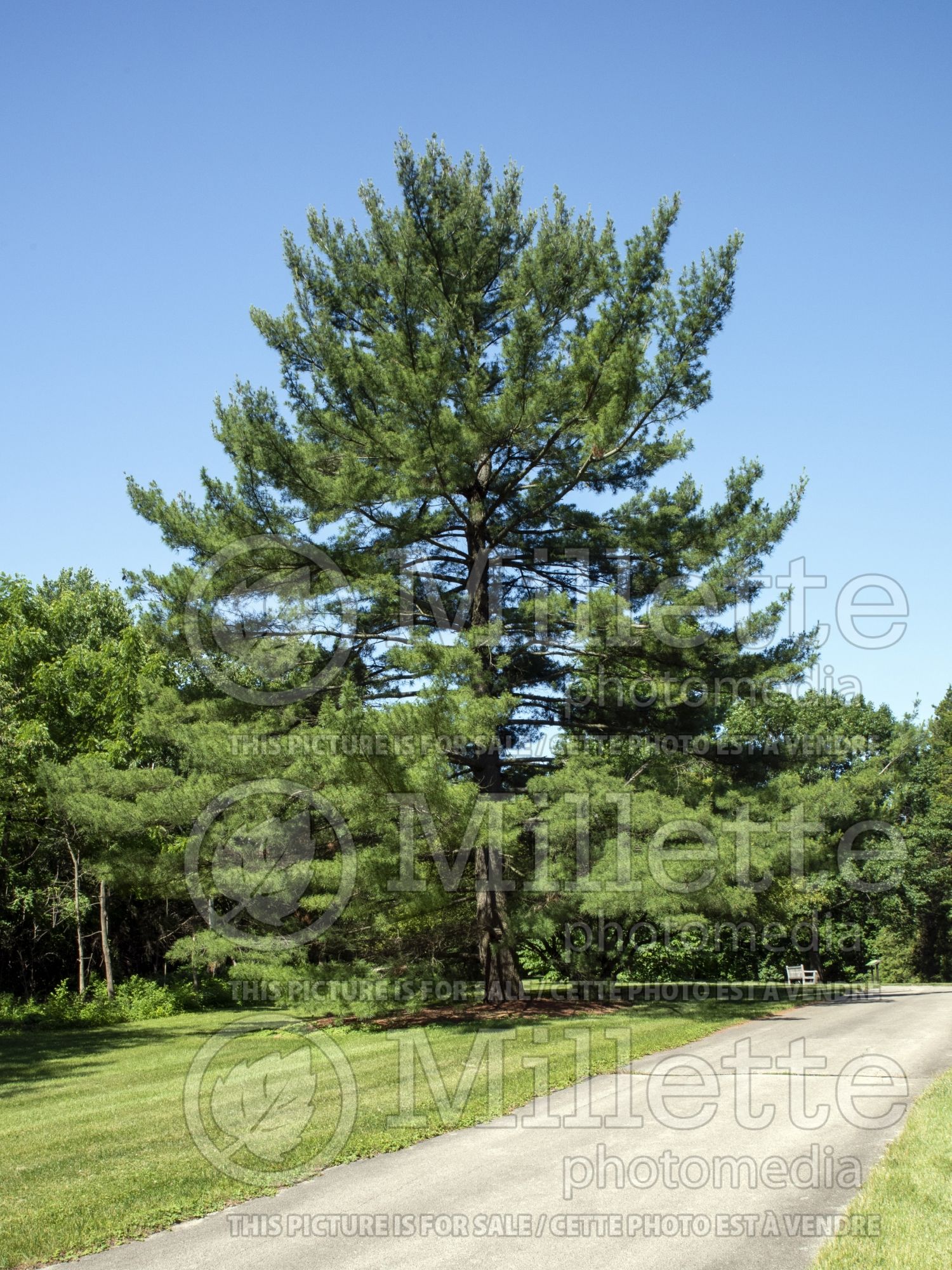 Pinus strobus (White Pine conifer) 9