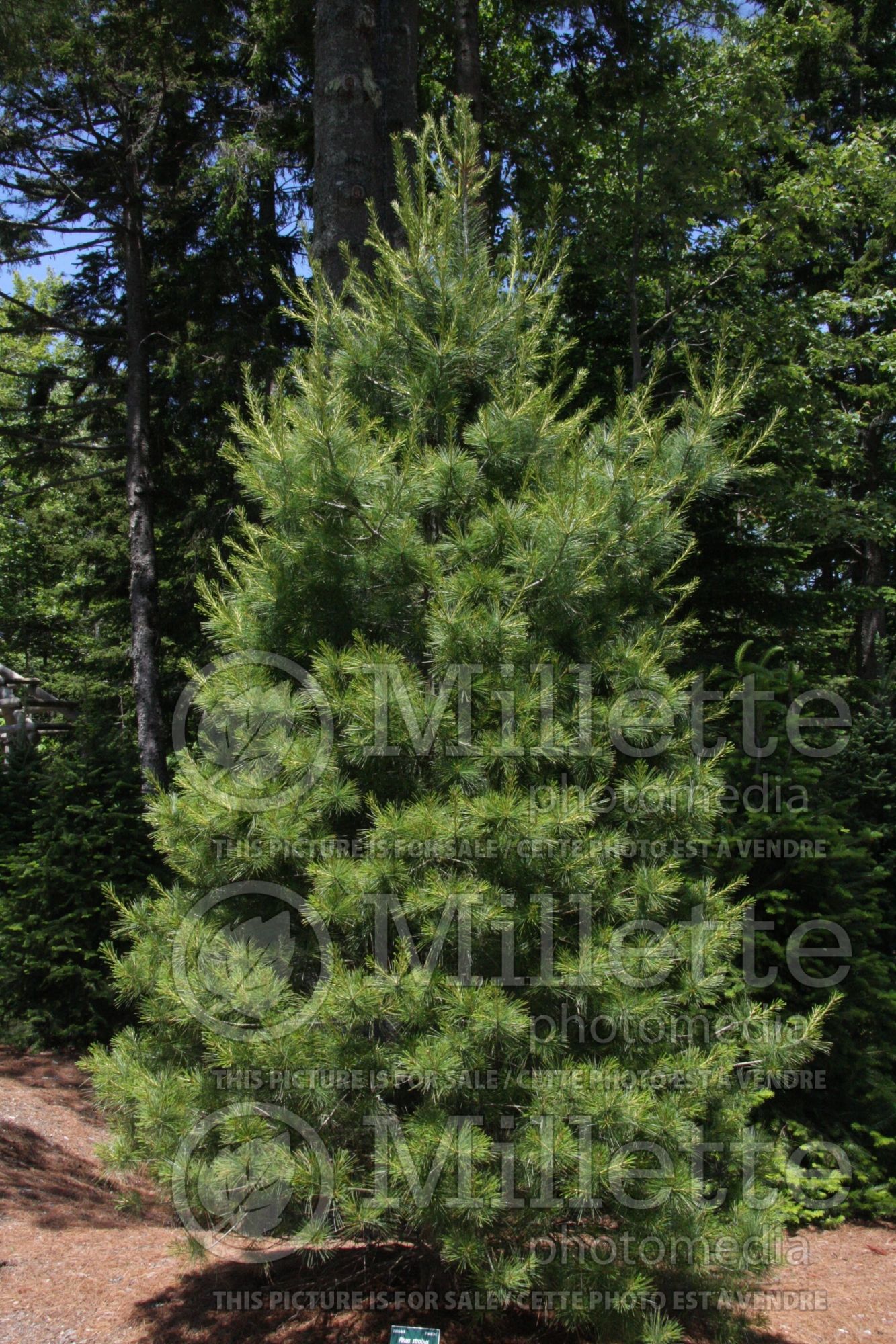 Pinus strobus (White Pine conifer) 7