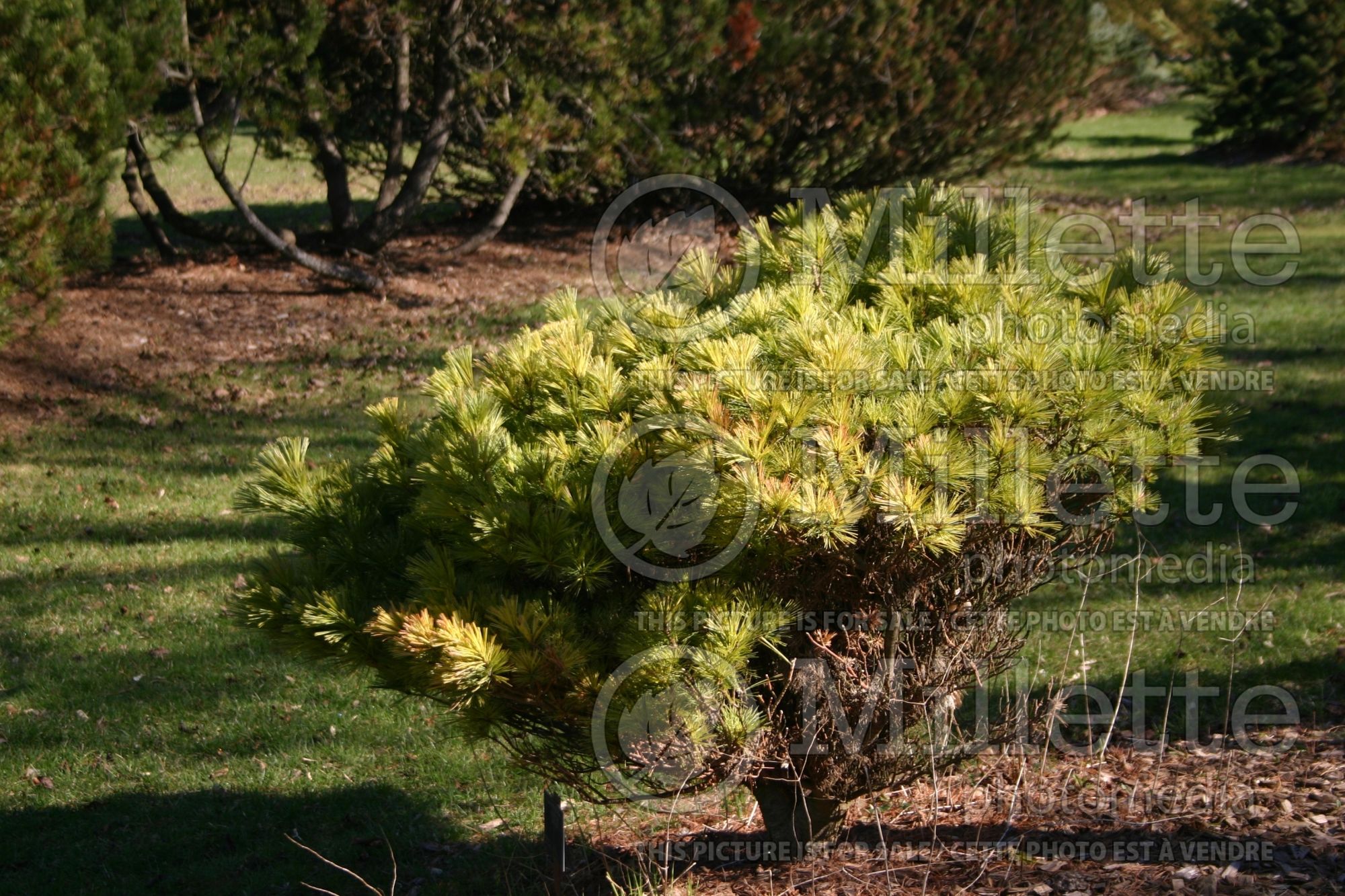 Pinus Chippewa (White Pine conifer - pin) 1