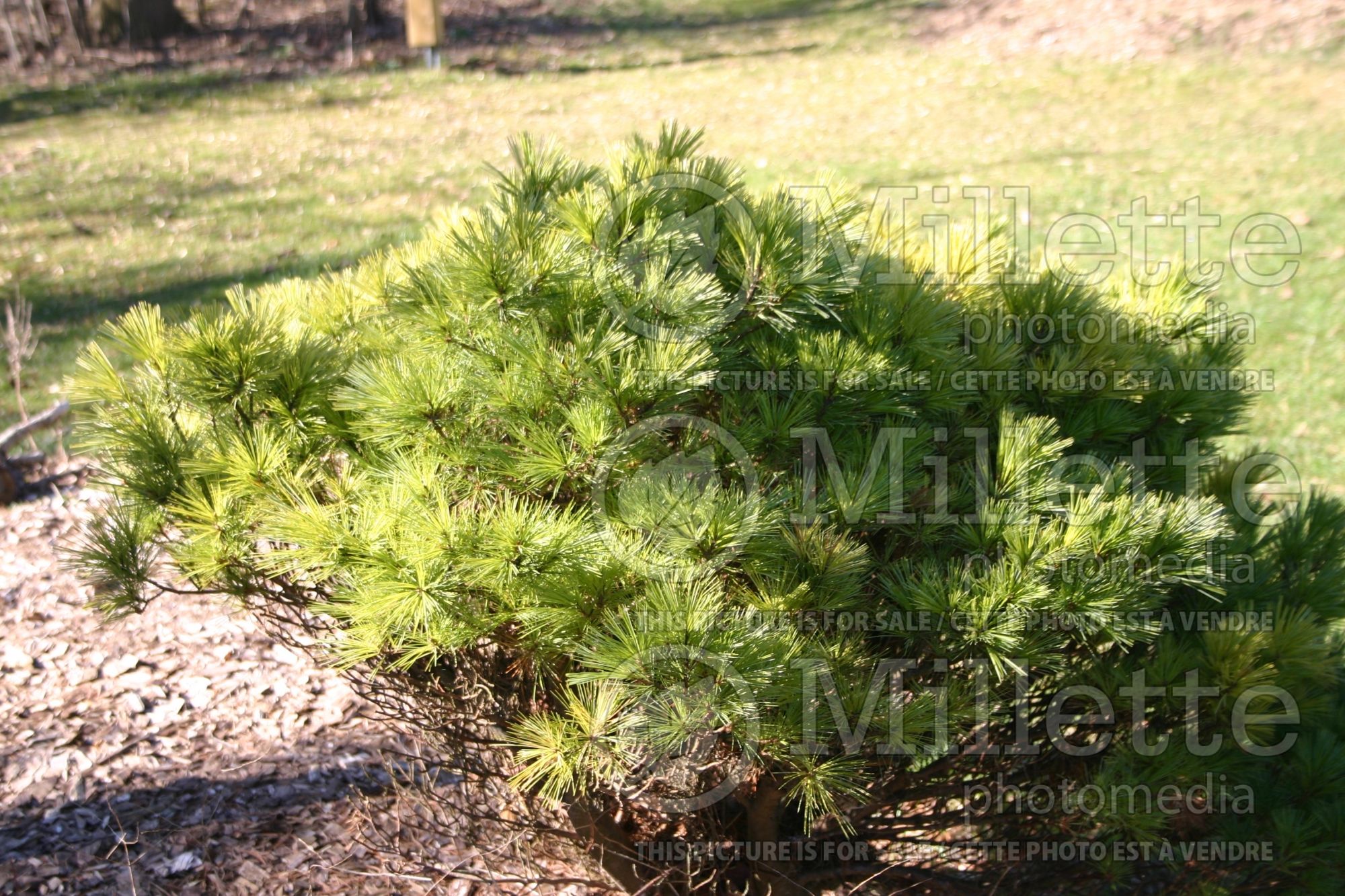 Pinus Chippewa (White Pine conifer - pin) 2