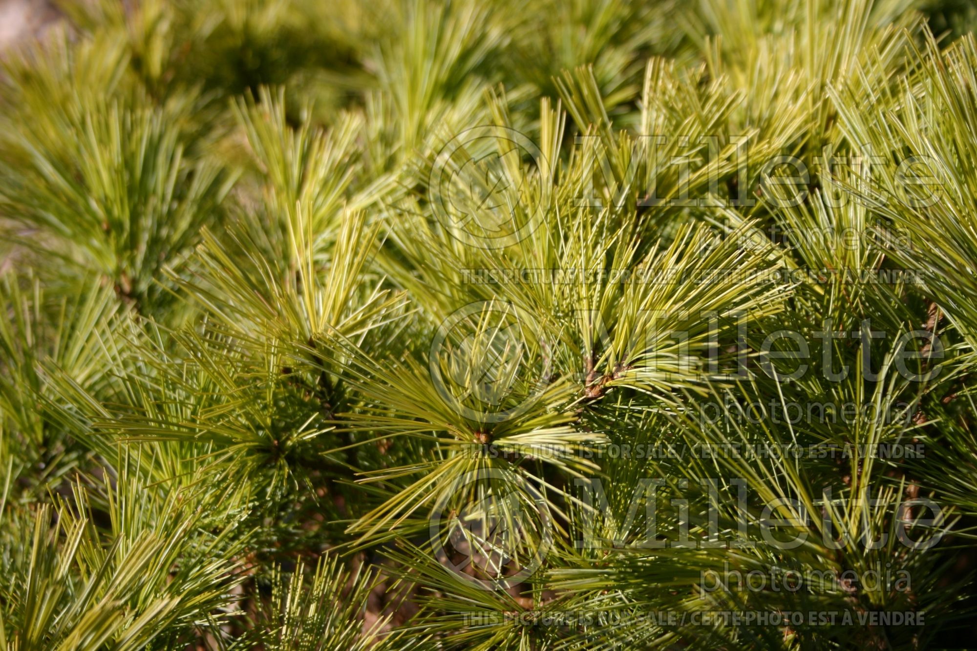 Pinus Chippewa (White Pine conifer - pin) 3