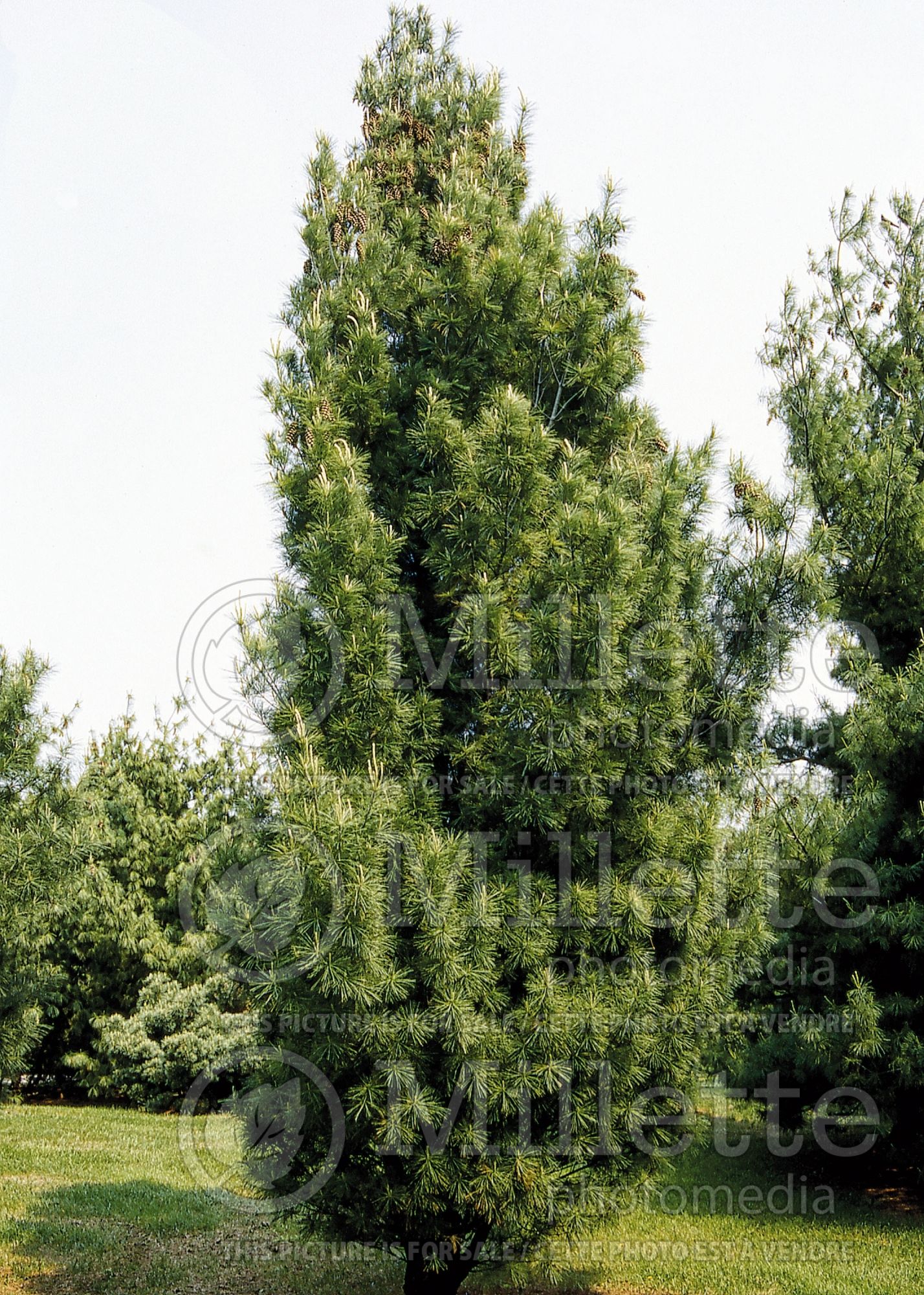 Pinus Fastigiata (Eastern White Pine conifer) 3