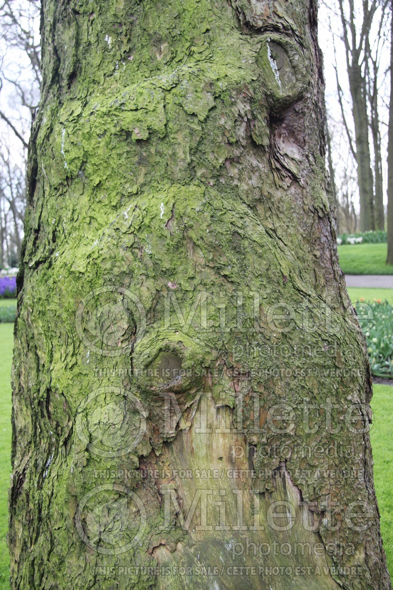 Pinus sylvestris – bark (Scotch pine conifer) 5