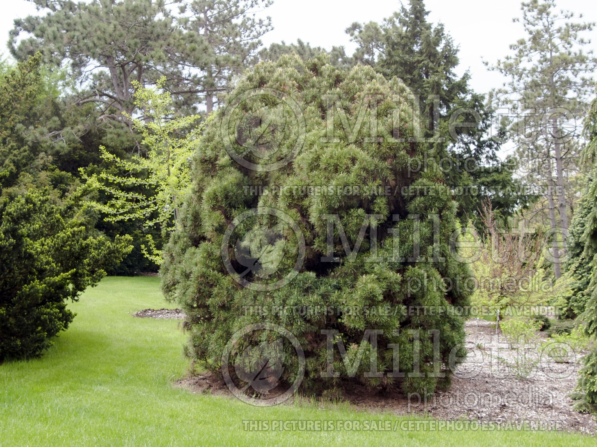 Pinus Globosa Viridis (Scots Pine conifer) 3