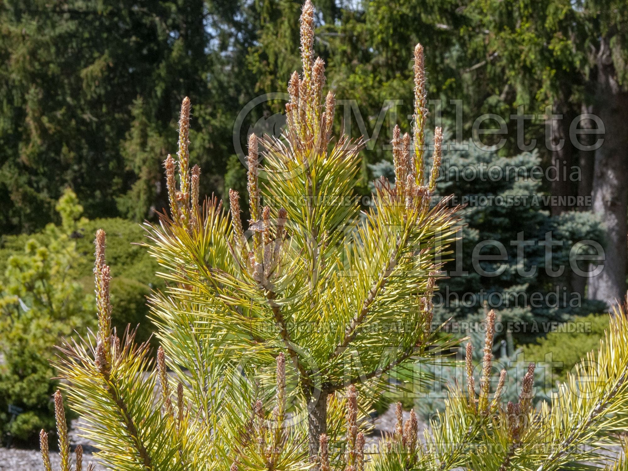 Pinus Gold Coin (Scots Pine conifer) 2