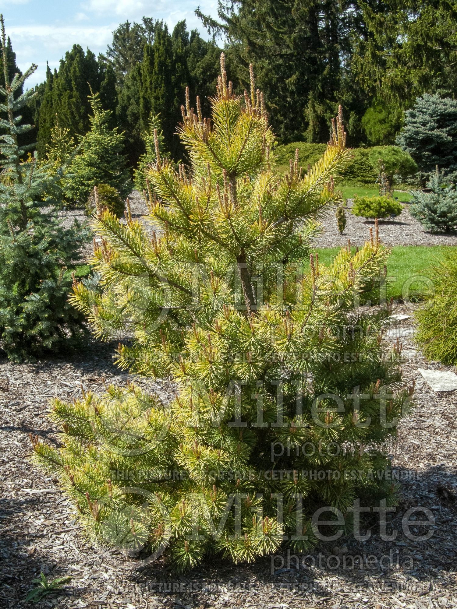 Pinus Gold Coin (Scots Pine conifer) 1