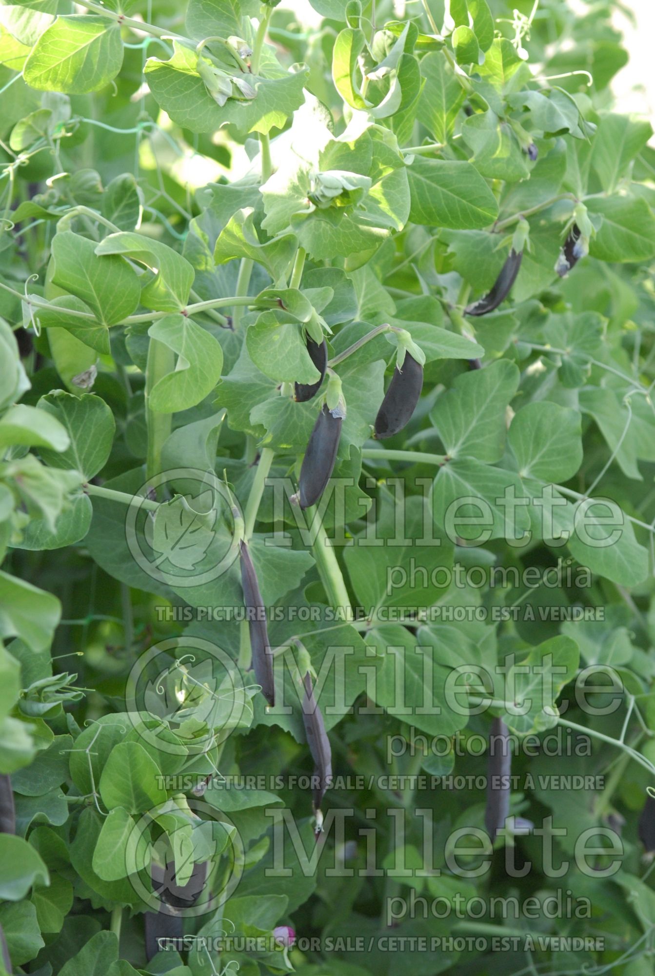 Pisum Blue Pod Capucijners (Pea vegetable - Pois) 1