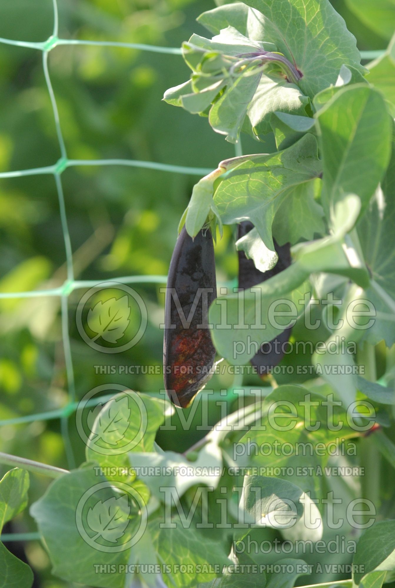 Pisum Blue Pod Capucijners (Pea vegetable - Pois) 2