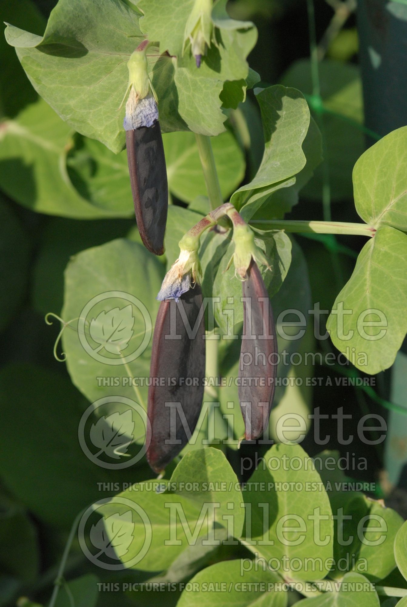 Pisum Blue Pod Capucijners (Pea vegetable - Pois) 3