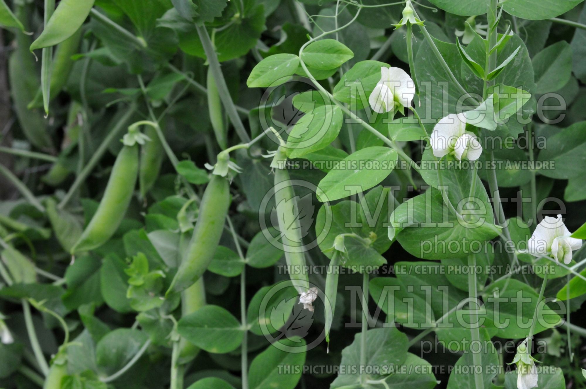 Pisum sativum (Snow Pea vegetable - Pois mange-tout) 8