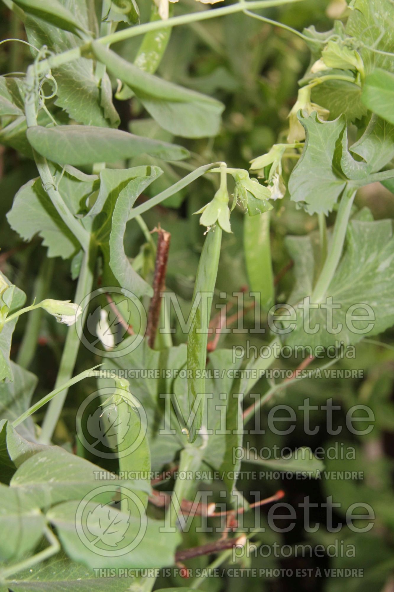 Pisum Hurst Green Shaft (Snow Pea) 1