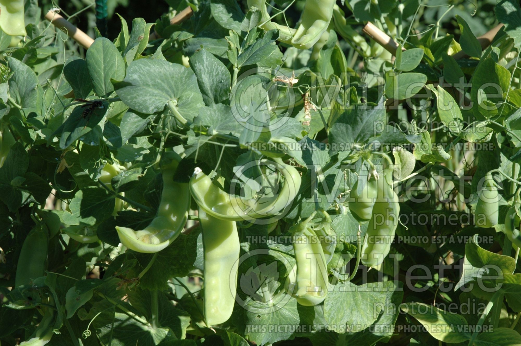 Pisum Little Sweetie (Snow Pea) 2