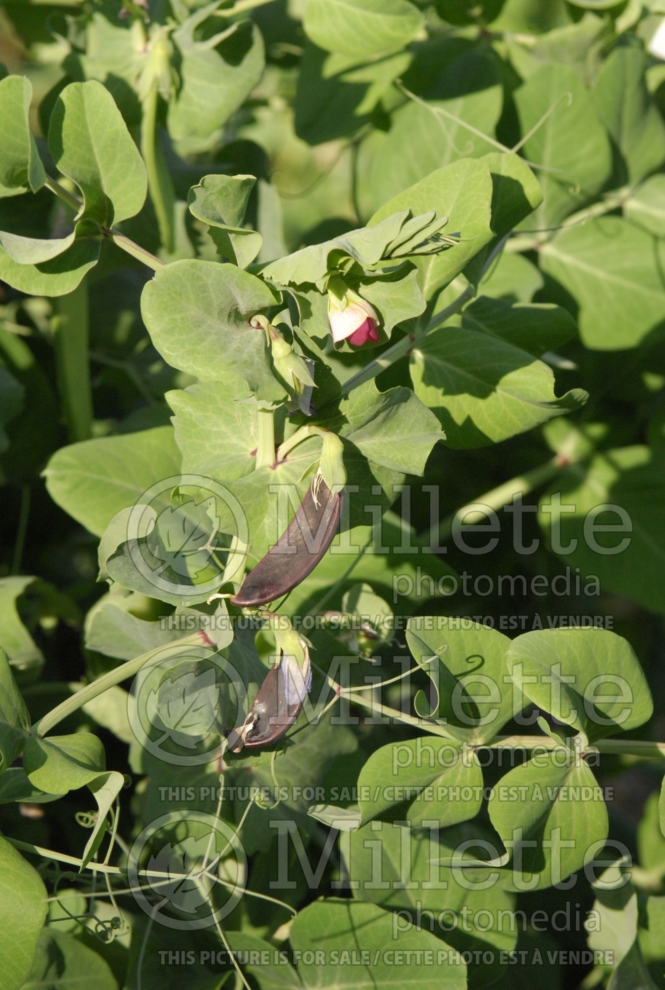 Pisum Desiree (Pea vegetable - Pois) 1