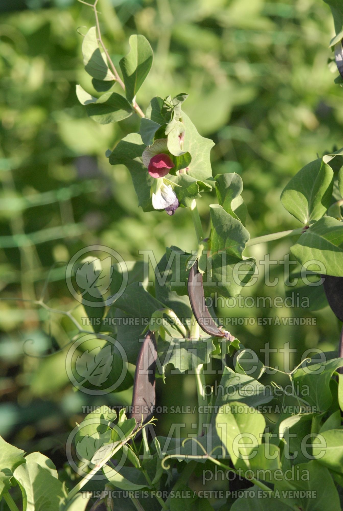 Pisum Desiree (Pea vegetable - Pois) 2
