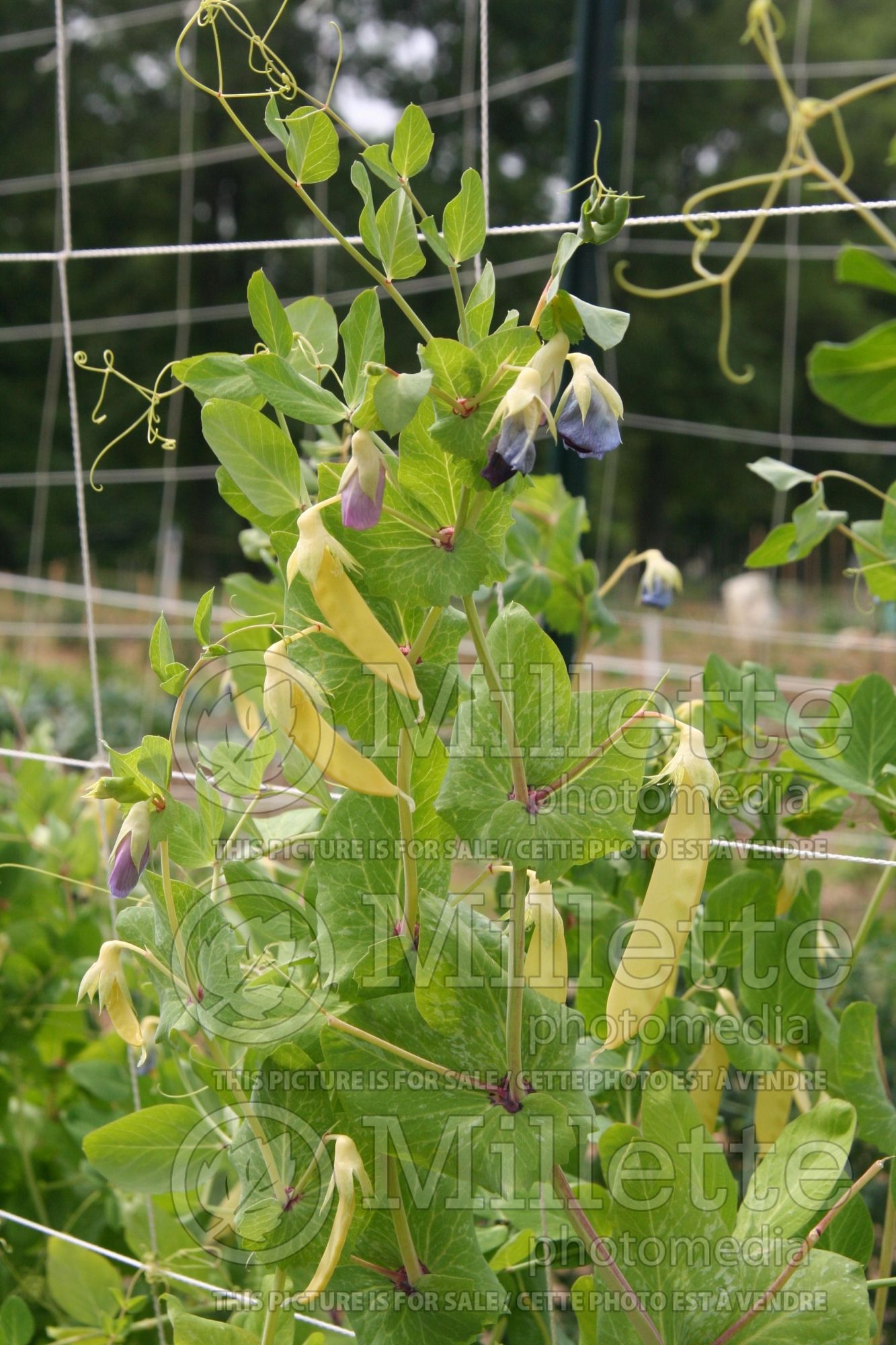 Pisum Golden Sweet (Pea vegetable - Pois) 1