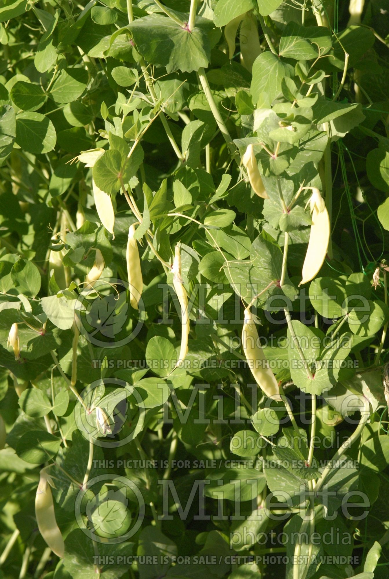 Pisum Golden Sweet (Pea vegetable - Pois) 2