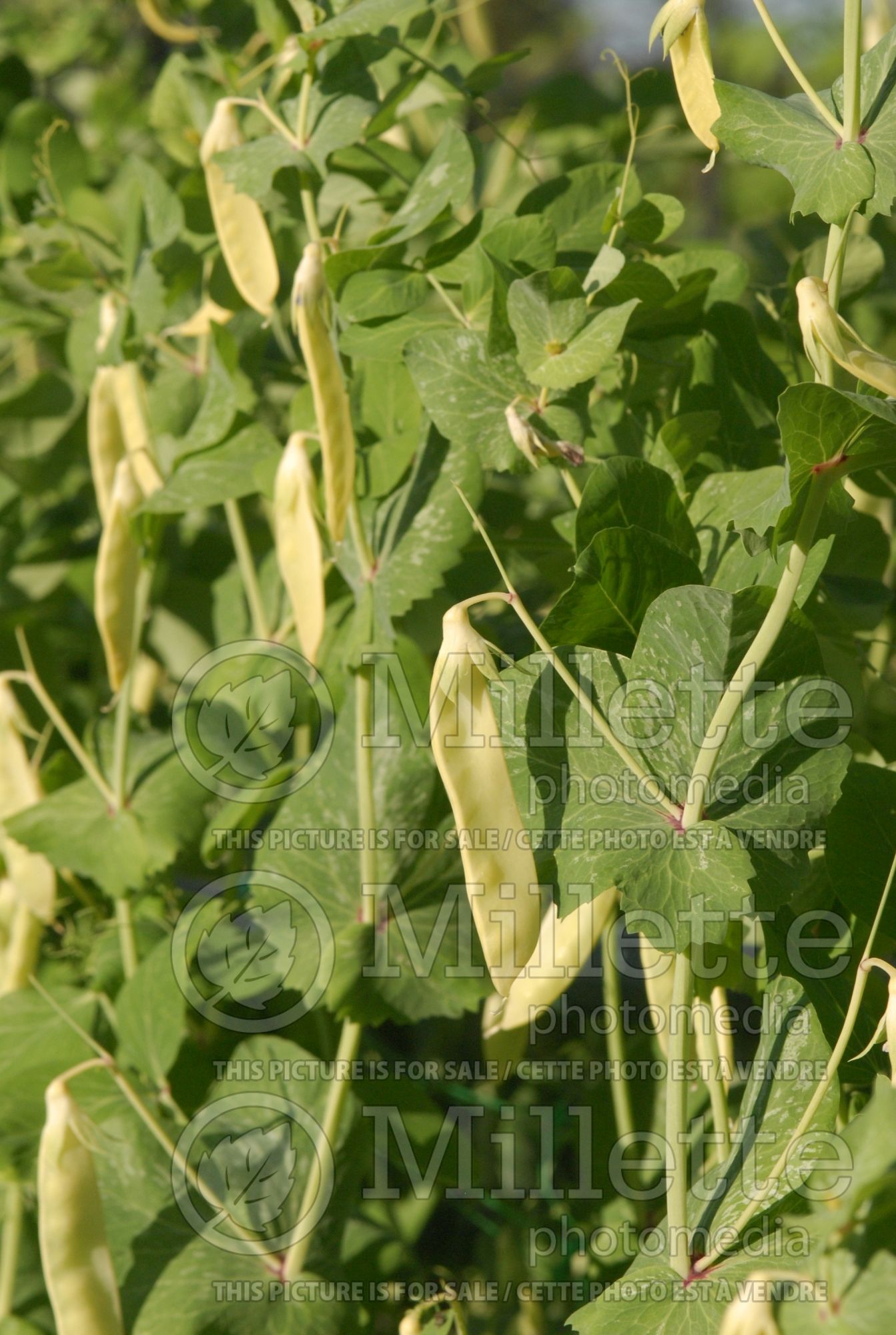 Pisum Golden Sweet (Pea vegetable - Pois) 3
