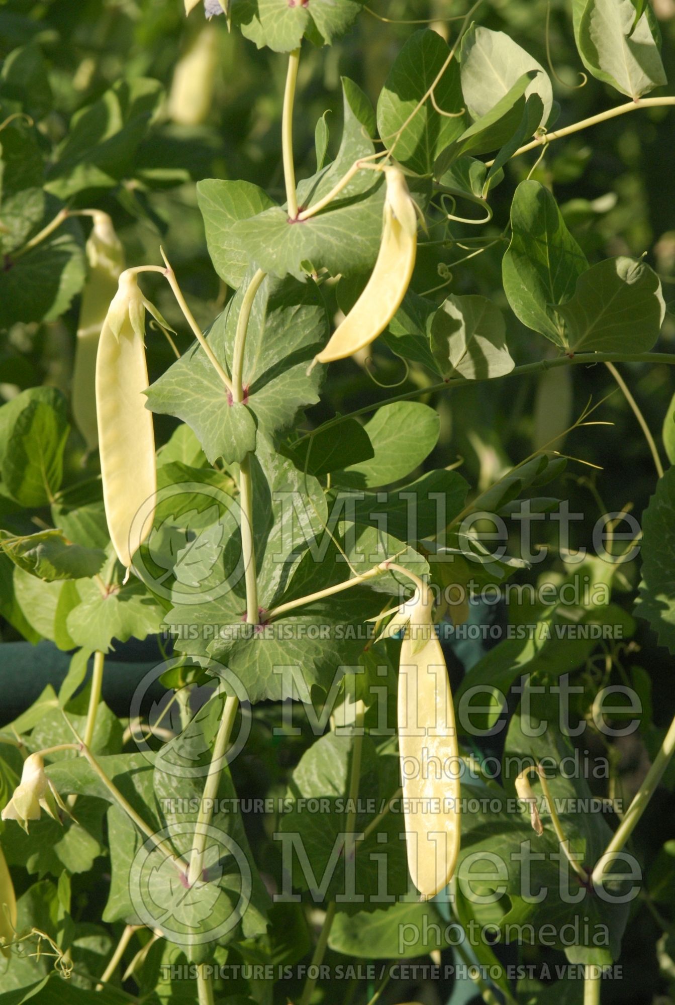 Pisum Golden Sweet (Pea vegetable - Pois) 4