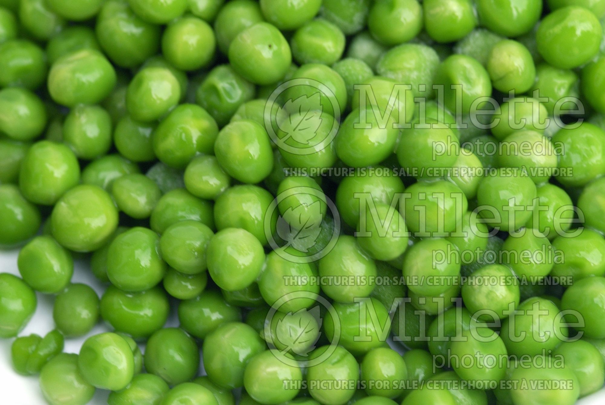 Pisum sativum macrocarpon (Sugar Snap Peas vegetable - Pois) 5