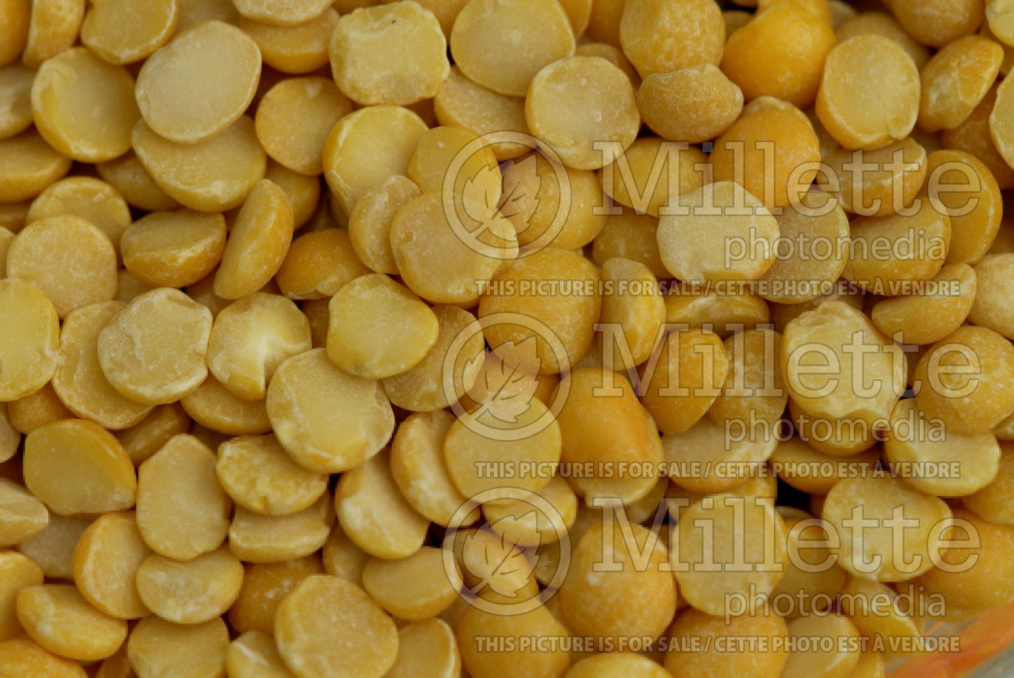Pisum - Yupik Yellow Split Peas (split Pea vegetable - Pois) 1
