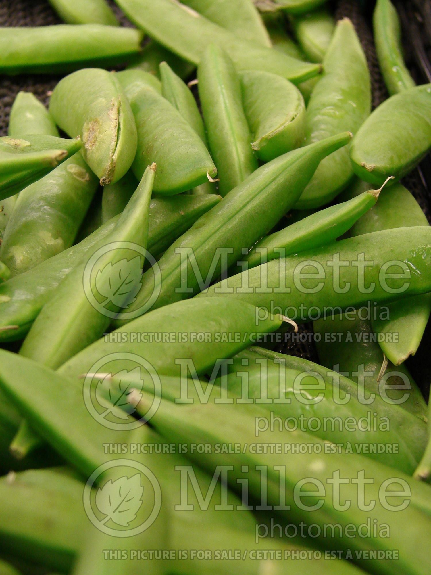 Pisum sativum macrocarpon (Sugar Snap Peas vegetable - Pois) 2