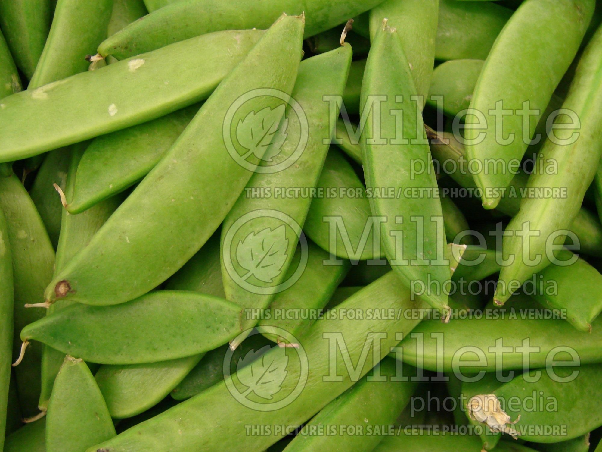 Pisum sativum macrocarpon (Sugar Snap Peas vegetable - Pois) 3
